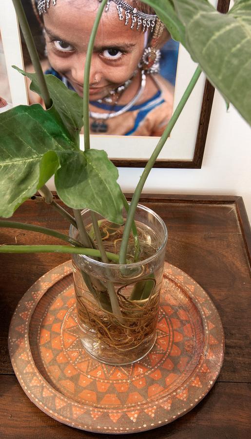 Bed and Breakfast Haveli Hauz Khas Neu-Delhi Exterior foto